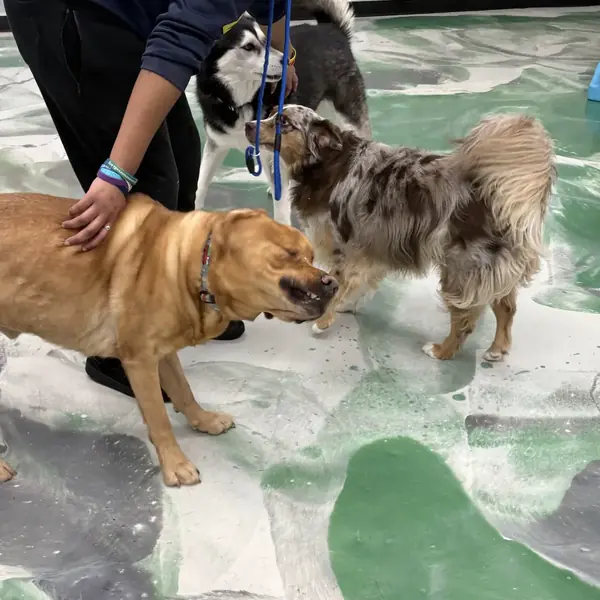 Daycare friends at K9 Rox Club Las Vegas